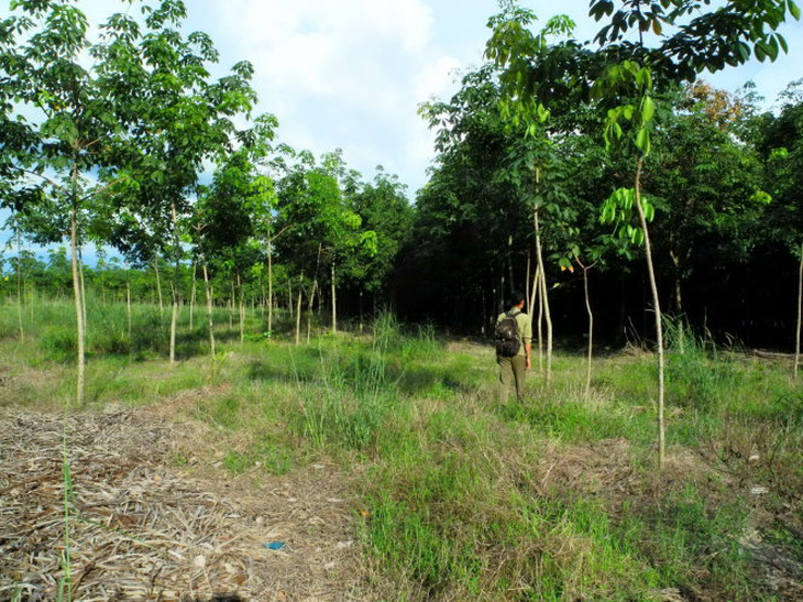 UBND tỉnh Bình Phước sai phạm trong bảo vệ rừng