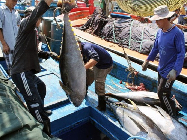 Xuất khẩu cá ngừ Việt Nam: những dấu hiệu khả quan