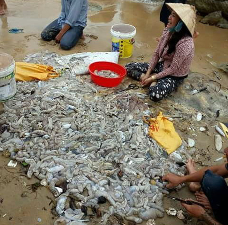 Hàng ngàn con hải sâm dạt vào bờ biển Phú Quốc