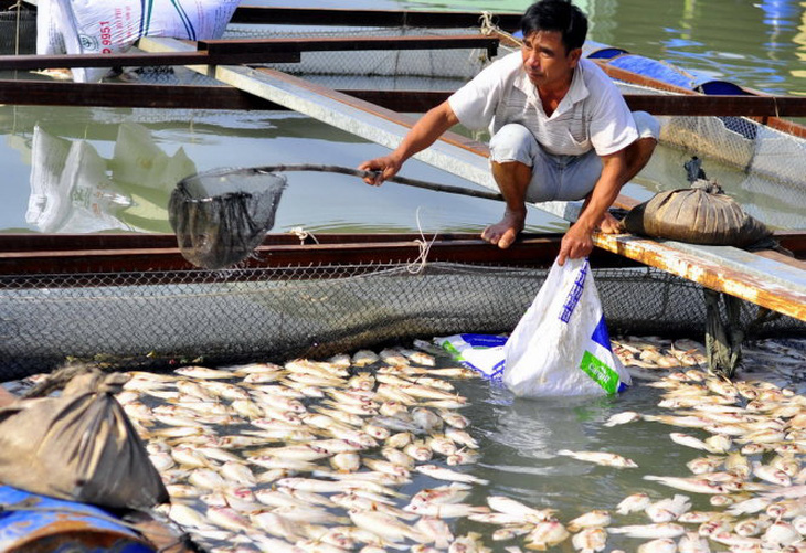 Cá chết hàng loạt ở Đồng Nai do ngạt thở