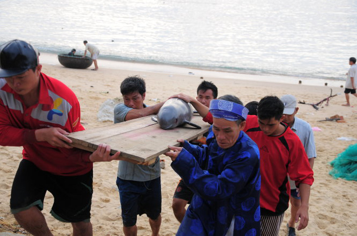 Cá voi dạt vào bờ biển Bình Định đầu năm mới