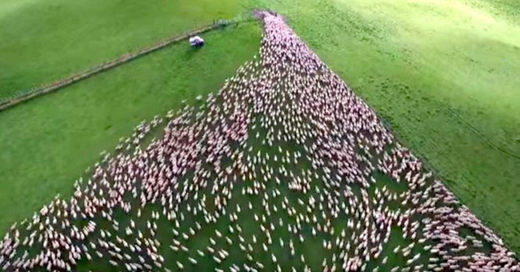 Xem video tuyệt đẹp về bầy cừu quay từ trên không