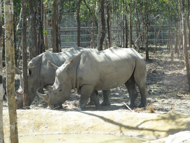 Vinpearl Safari Phú Quốc có 14 con tê giác đi mượn