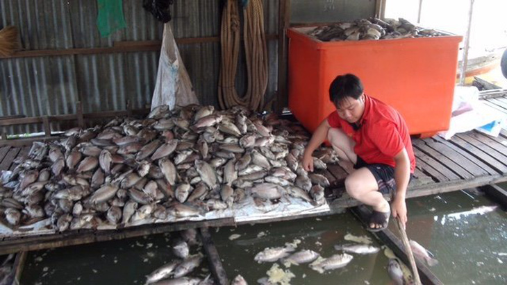 Cá nuôi bè trên sông Cái Vừng tiếp tục chết vì thiếu oxy