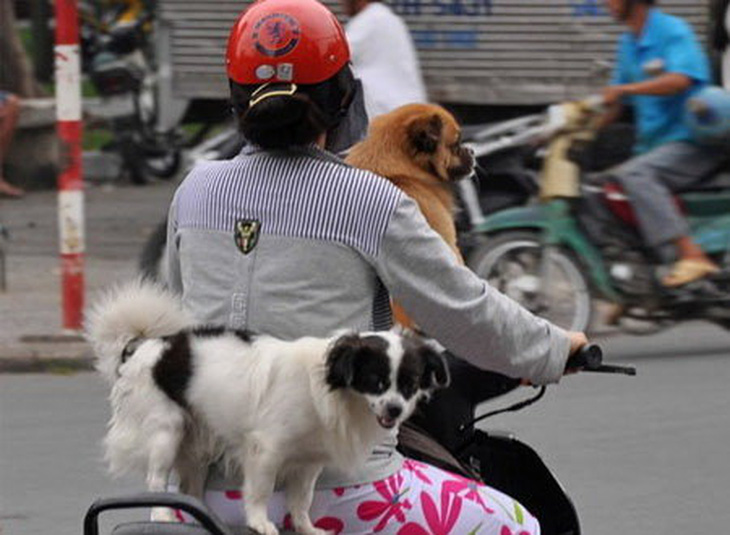 Chở thú cưng bằng xe máy, nguy hiểm lắm!