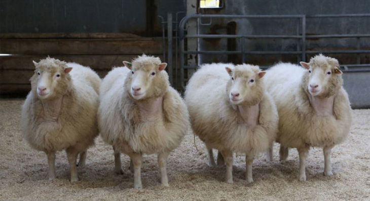 Tin vui mới về những 'chị em ruột' của cừu Dolly