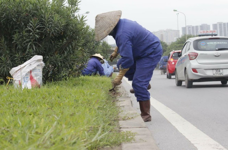 Hà Nội: Lãng phí vì trồng cây không phù hợp
