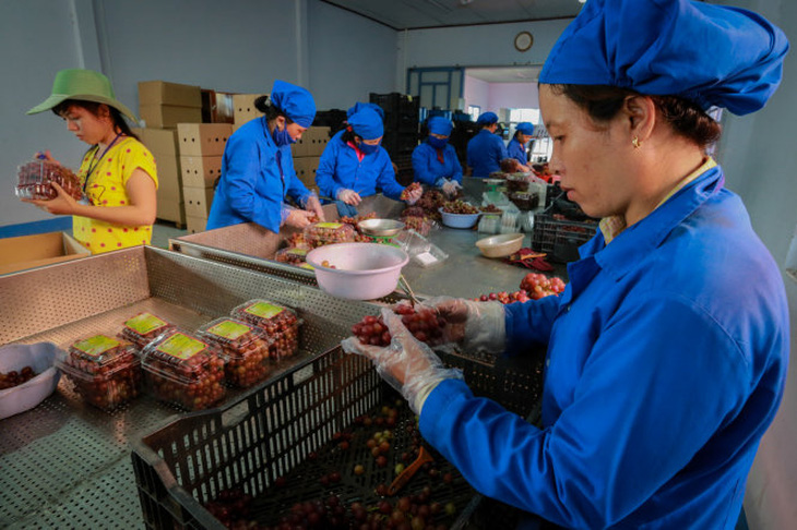 Ninh Thuận đẩy mạnh sản xuất nho an toàn