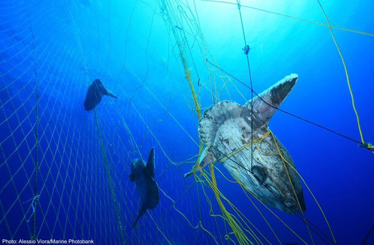 ​EP cấm đánh bắt hải sản dưới độ sâu 800m ở đông bắc Đại Tây Dương