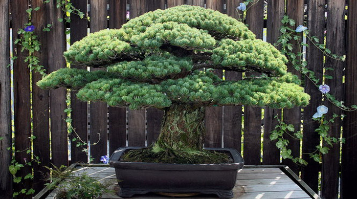 Diệu kỳ cây bonsai sống sót trong trận bom nguyên tử