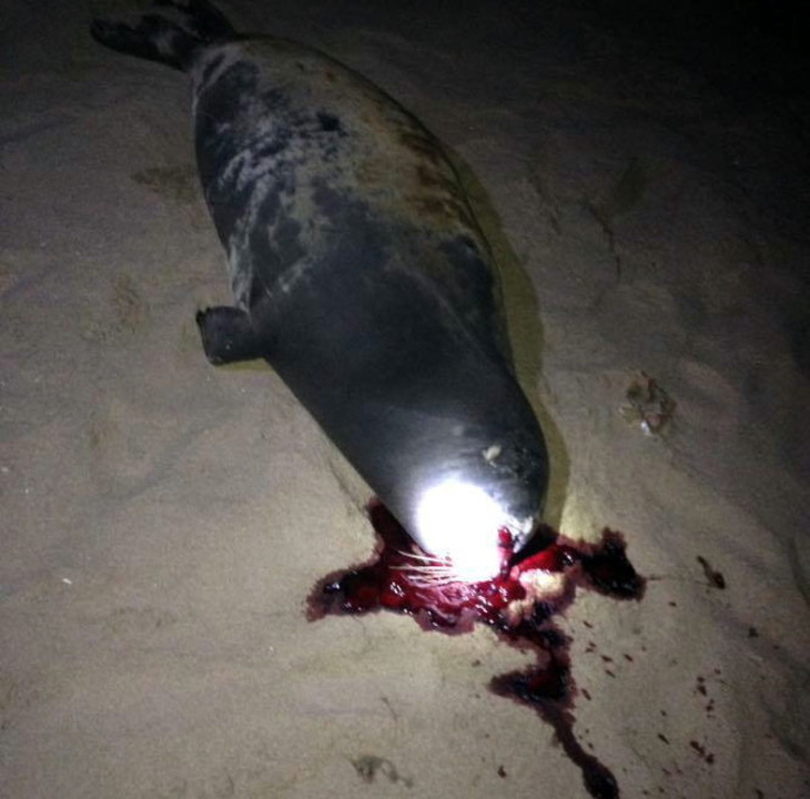 ​Hải cẩu lên bờ ở Bình Thuận nghi bị đánh chết