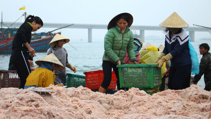 Ngư dân trúng mùa ruốc đầu xuân