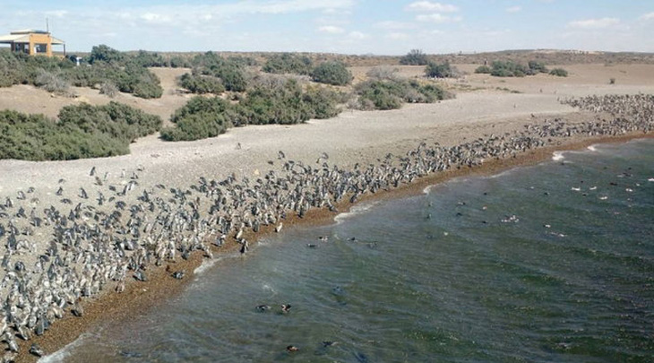 Clip cả triệu chim cánh cụt về bờ biển Argentina chờ di cư