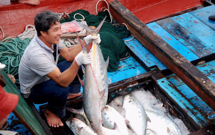 Ngư dân Quảng Trị trúng mẻ cá bè quỵt trị giá 5 tỉ đồng