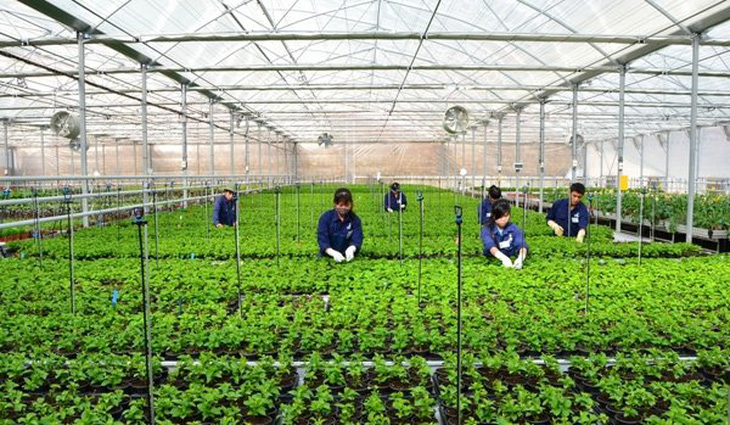 Đà Nẵng quy hoạch 7 vùng nông nghiệp công nghệ cao