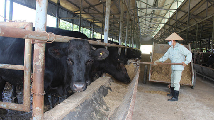 Nhật Bản nuôi bò Kobe tại Quảng Bình