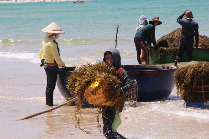Đến Quảng Ngãi xem ngư dân hái 