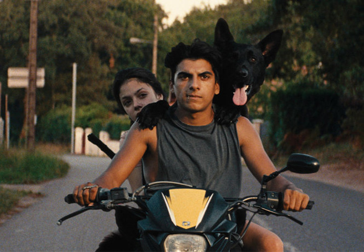 Cannes trao giải Cành Cọ cho diễn viên…chó