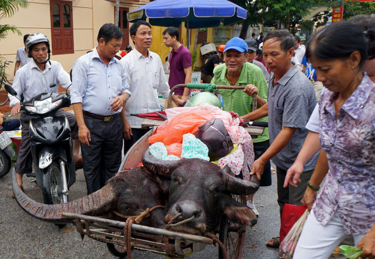 Hải Phòng vẫn sẽ chọi trâu vào 28-9 - Ảnh 1.