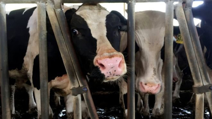 4.000 con bò sữa đi máy bay từ Đức đến Qatar