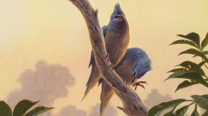 ​Tìm thấy hóa thạch chim cổ sau thời khủng long tuyệt chủng