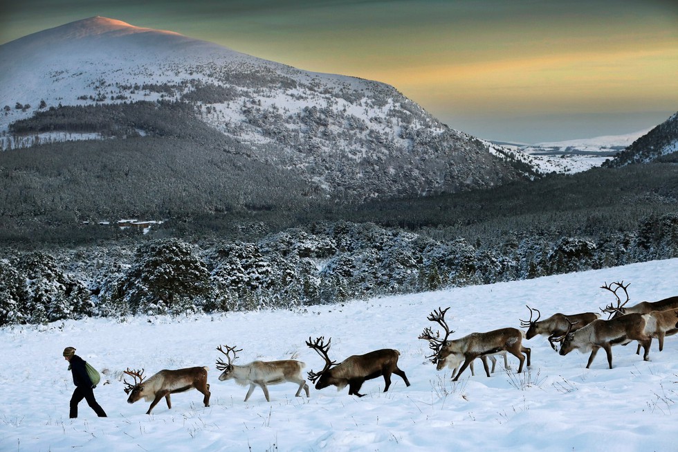 Theo chân ‘bạn đồng hành cùng ông già Noel ở Scotland - Ảnh 12. Theo chân ‘bạn đồng hành cùng ông già Noel ở Scotland - Ảnh 12.