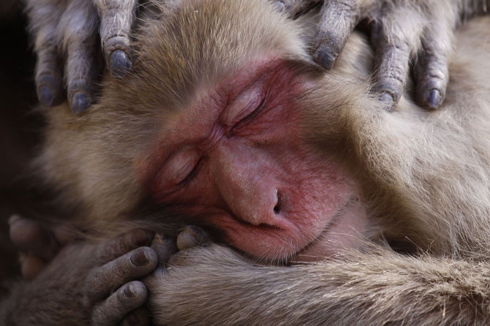 Ngắm ảnh thiên nhiên tuyệt đẹp đoạt giải của NatGeo năm 2017 - Ảnh 5. Ngắm ảnh thiên nhiên tuyệt đẹp đoạt giải của NatGeo năm 2017 - Ảnh 5.