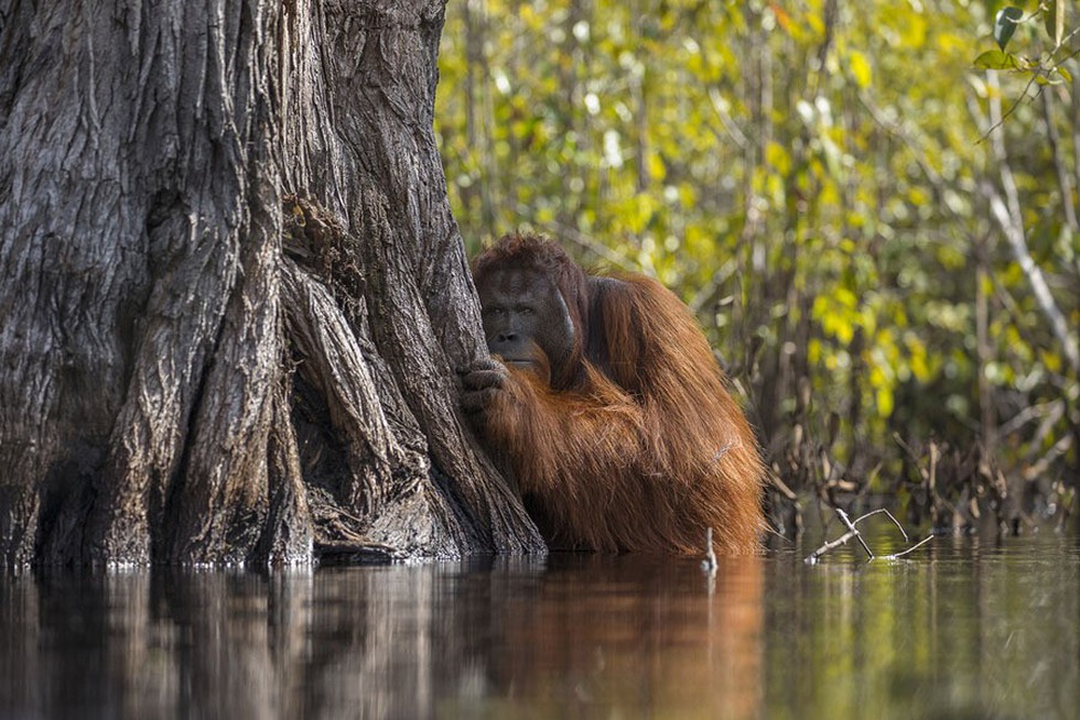 Ngắm ảnh thiên nhiên tuyệt đẹp đoạt giải của NatGeo năm 2017 - Ảnh 1. Ngắm ảnh thiên nhiên tuyệt đẹp đoạt giải của NatGeo năm 2017 - Ảnh 1.