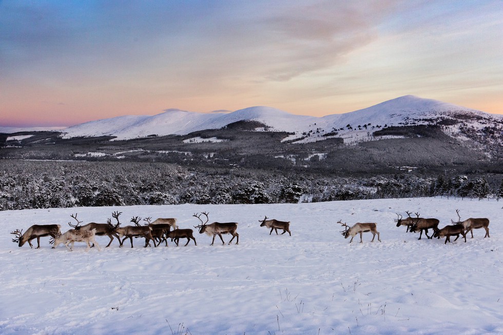 Theo chân ‘bạn đồng hành cùng ông già Noel ở Scotland - Ảnh 6. Theo chân ‘bạn đồng hành cùng ông già Noel ở Scotland - Ảnh 6.