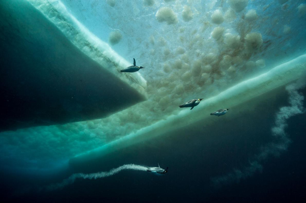 Những bức ảnh xuất sắc nhất của NatGeo năm 2017 - Ảnh 16. Những bức ảnh xuất sắc nhất của NatGeo năm 2017 - Ảnh 16.