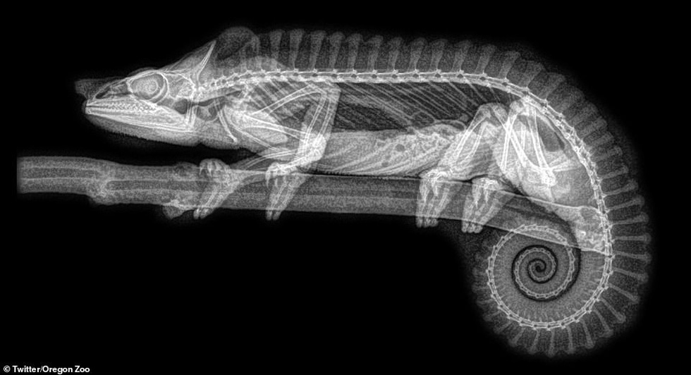 Ảnh động vật ngộ nghĩnh dưới kính X-quang - Ảnh 7.