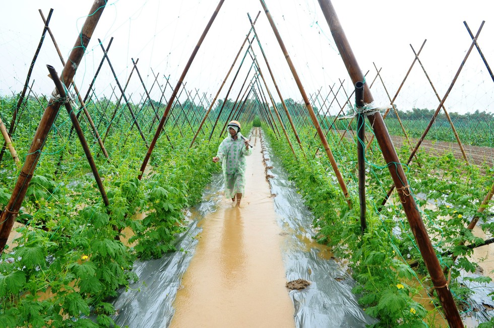 Mưa lớn ngập úng rau vụ tết, nông dân Quảng Nam thấp thỏm - Ảnh 5. Mưa lớn ngập úng rau vụ tết, nông dân Quảng Nam thấp thỏm - Ảnh 5.