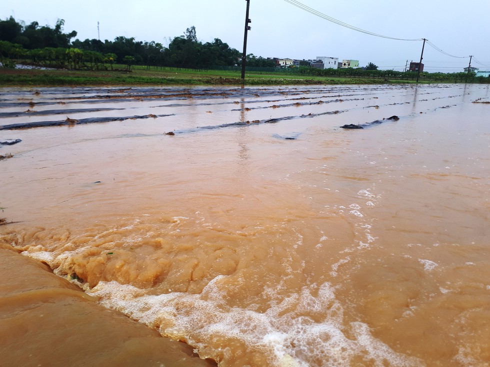 Mưa lớn ngập úng rau vụ tết, nông dân Quảng Nam thấp thỏm - Ảnh 7. Mưa lớn ngập úng rau vụ tết, nông dân Quảng Nam thấp thỏm - Ảnh 7.