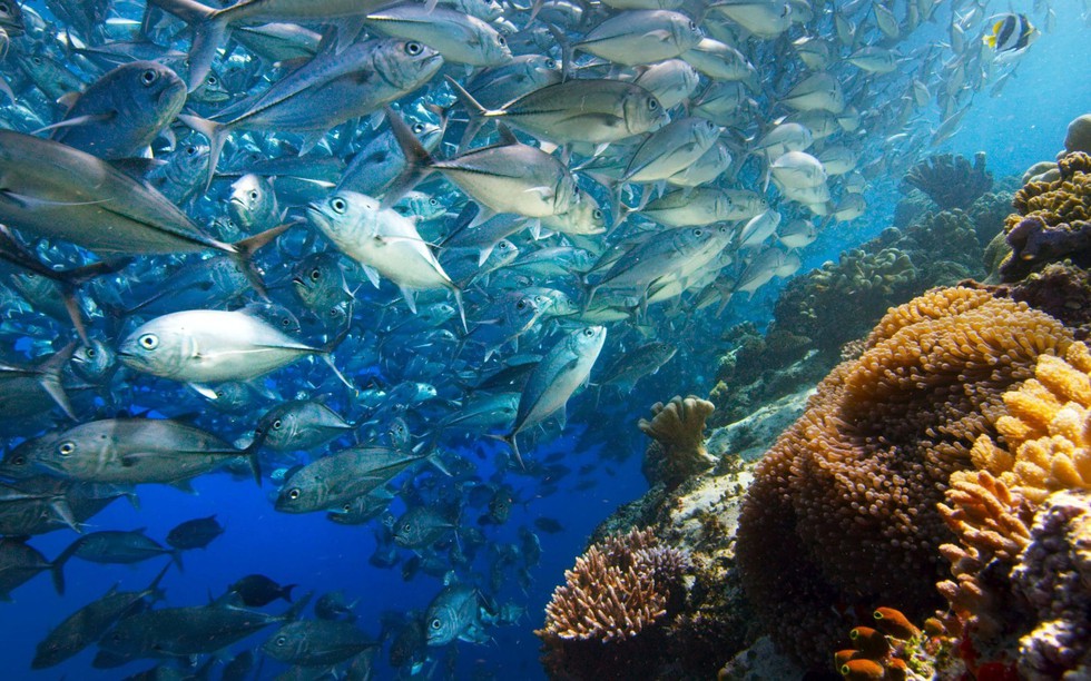 Xem Blue Planet II và ngắm những điều kỳ diệu dưới con sóng - Ảnh 10. Xem Blue Planet II và ngắm những điều kỳ diệu dưới con sóng - Ảnh 10.