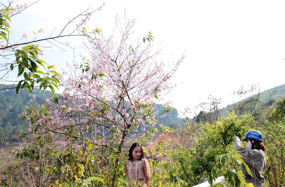 Lễ hội qua rồi mai anh đào hồ Tuyền Lâm mới nở rộ - Ảnh 5. Lễ hội qua rồi mai anh đào hồ Tuyền Lâm mới nở rộ - Ảnh 5.