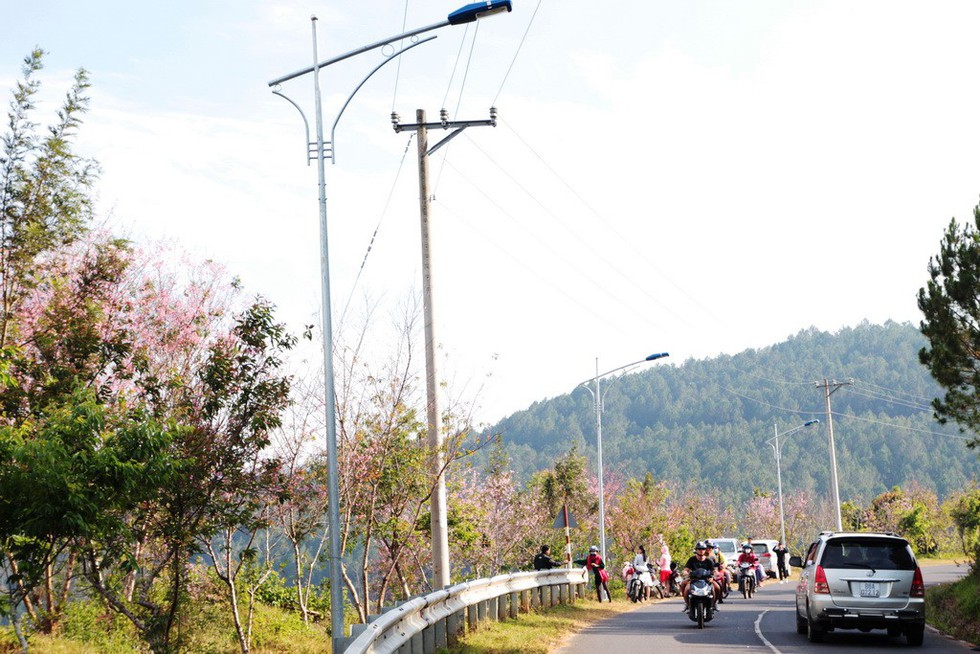 Lễ hội qua rồi mai anh đào hồ Tuyền Lâm mới nở rộ - Ảnh 1. Lễ hội qua rồi mai anh đào hồ Tuyền Lâm mới nở rộ - Ảnh 1.