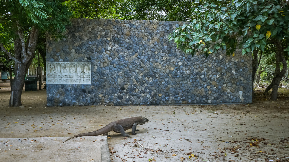 Đến Indo ‘săn’ rồng Komodo - Ảnh 8. Đến Indo ‘săn’ rồng Komodo - Ảnh 8.