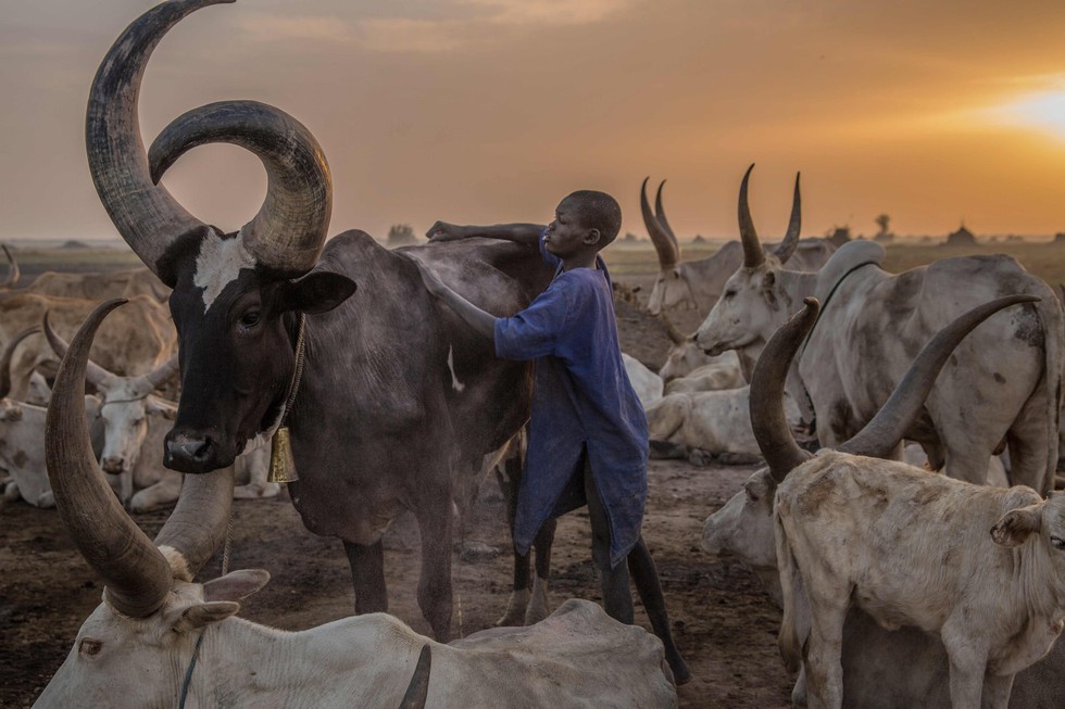 Trải nghiệm cuộc sống chăn bò của người Dinka ở Nam Sudan - Ảnh 7. Trải nghiệm cuộc sống chăn bò của người Dinka ở Nam Sudan - Ảnh 7.