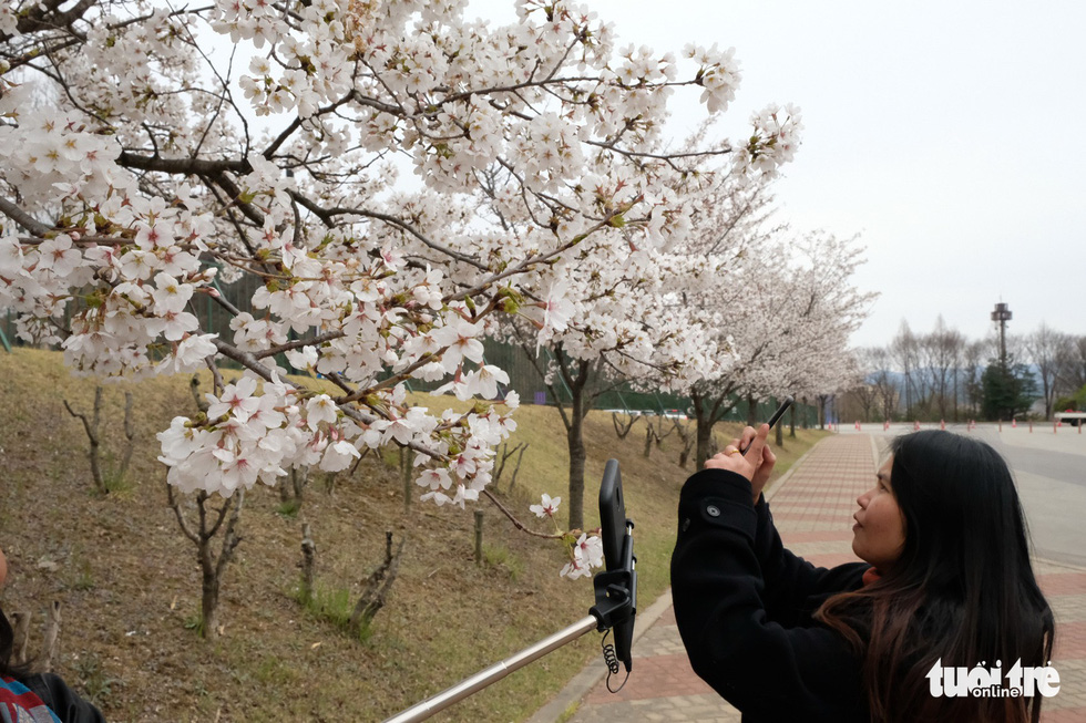 Hoa anh đào nở rợp trời hút hồn giới trẻ Seoul - Ảnh 8.