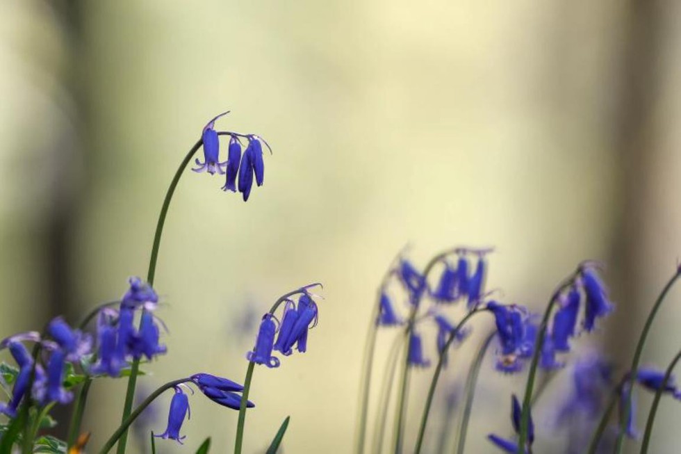 Rực rỡ mùa hoa tulip ở Hà Lan, hoa chuông xanh ở Bỉ - Ảnh 13. Rực rỡ mùa hoa tulip ở Hà Lan, hoa chuông xanh ở Bỉ - Ảnh 13.