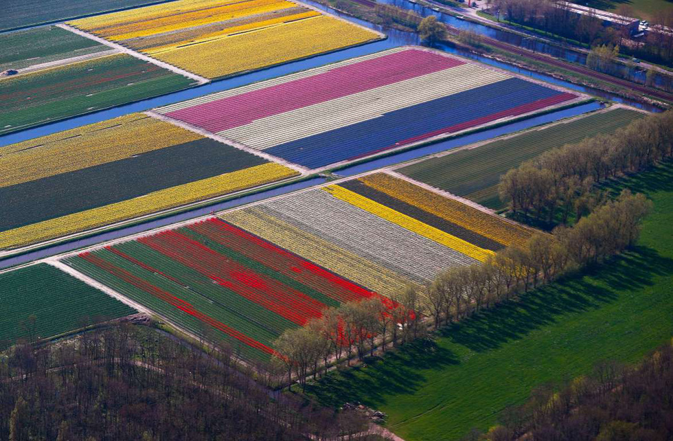Rực rỡ mùa hoa tulip ở Hà Lan, hoa chuông xanh ở Bỉ - Ảnh 11.