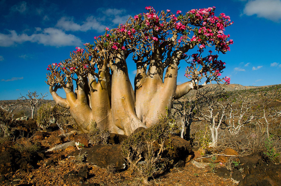 Đến Yemen khám phá vùng đất cây máu rồng Socotra - Ảnh 23.