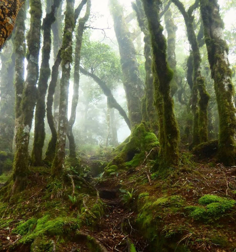 Ngắm rừng cong Ba Lan, rừng ma Romania, rừng tre Nhật - Ảnh 9.