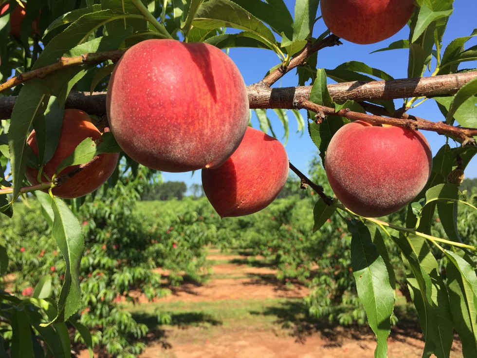 Lạc vào vương quốc đào Fort Valley - Ảnh 2. Lạc vào vương quốc đào Fort Valley - Ảnh 2.