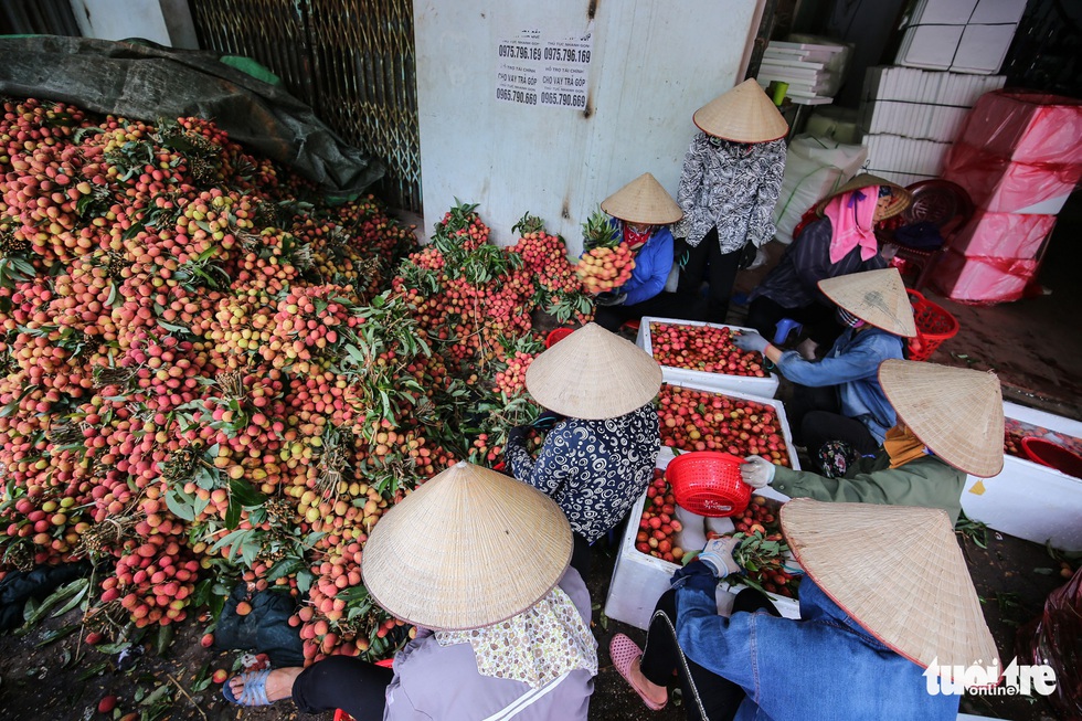 Vải Lục Ngạn đầu mùa đã rớt giá, chỉ còn 6.000-8.000đ/kg - Ảnh 11. Vải Lục Ngạn đầu mùa đã rớt giá, chỉ còn 6.000-8.000đ/kg - Ảnh 11.