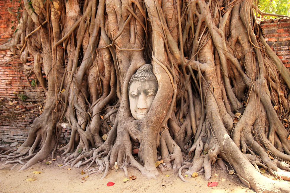 Một ngày thú vị ở cố đô Ayutthaya - Ảnh 5. Một ngày thú vị ở cố đô Ayutthaya - Ảnh 5.