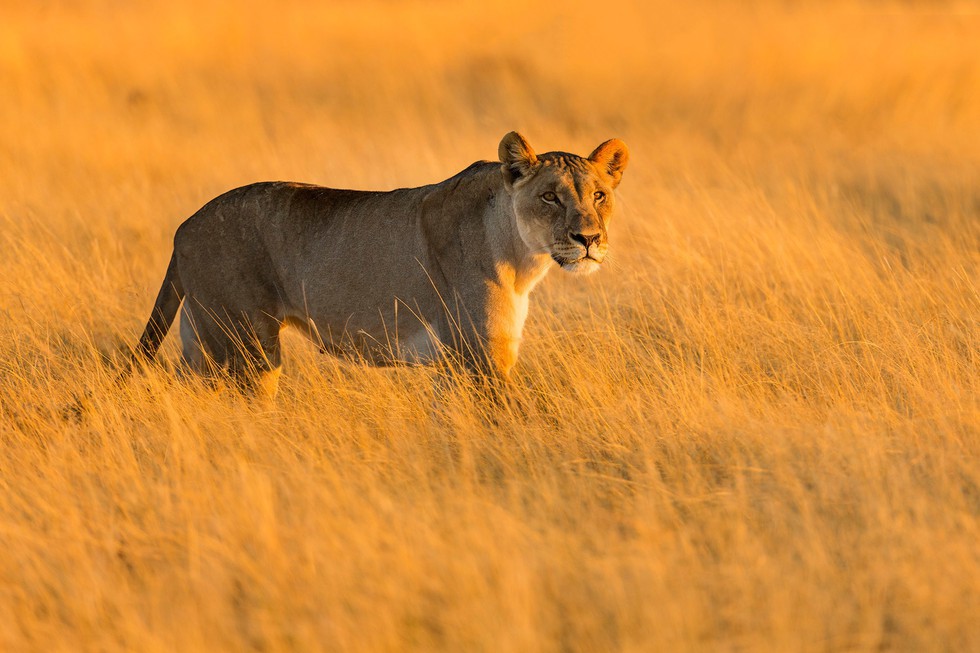 Sắc màu hoang dã Namibia - Ảnh 7. Sắc màu hoang dã Namibia - Ảnh 7.