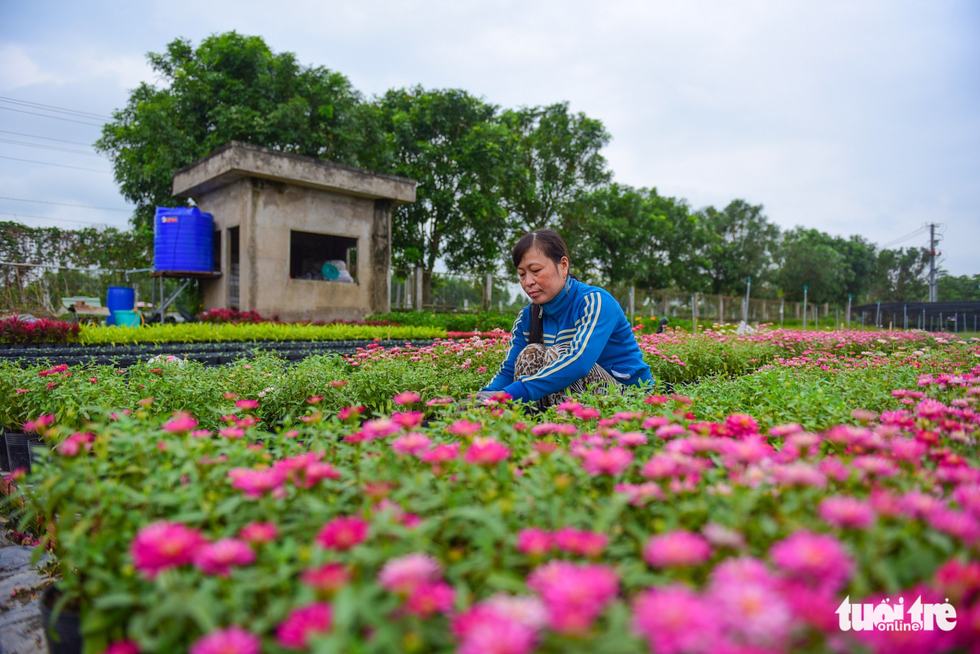 Xem hoa, chó Phú Quốc trước ngày lên đường hoa Nguyễn Huệ - Ảnh 6. Xem hoa, chó Phú Quốc trước ngày lên đường hoa Nguyễn Huệ - Ảnh 6.