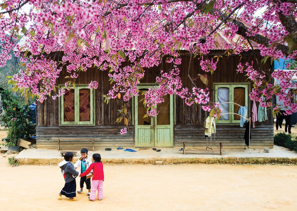 Ai lên xứ hoa đào đừng quên bước lần theo đường hoa - Ảnh 1. Ai lên xứ hoa đào đừng quên bước lần theo đường hoa - Ảnh 1.