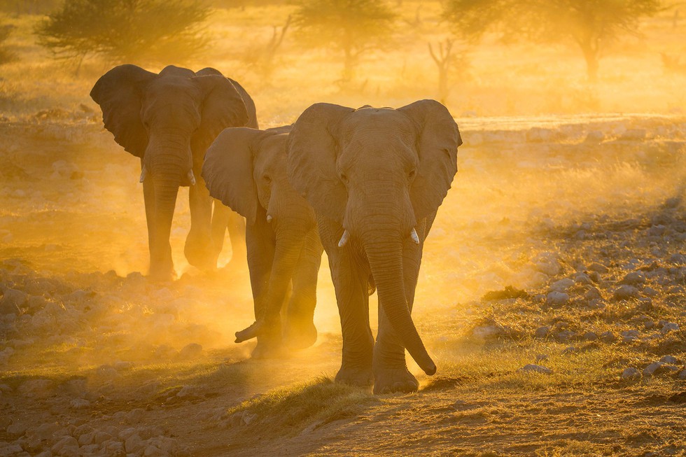 Sắc màu hoang dã Namibia - Ảnh 8. Sắc màu hoang dã Namibia - Ảnh 8.